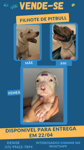 Filhotes De Pitbull