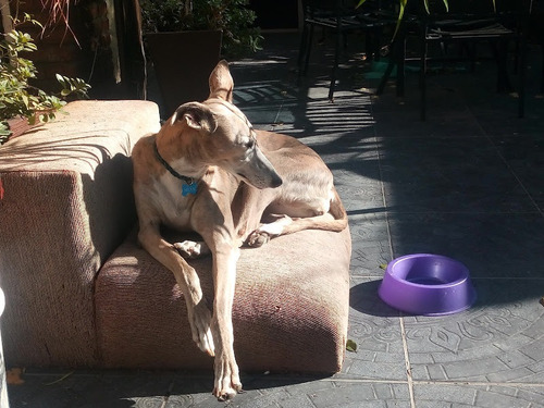 Imagen 3 de 5 de Pensionado Canino - 16 Años De Experiencia