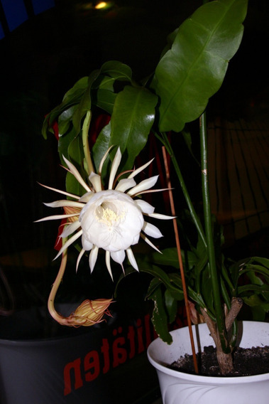 Cactos Orquidea Epiphyllum Diva | MercadoLivre 📦