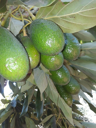 Fundo Productivo Palta Hass Con Derechos De Agua Y Estanques