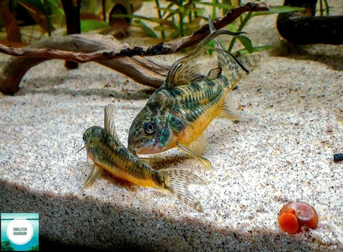 Corydora Paleatus De Velo 