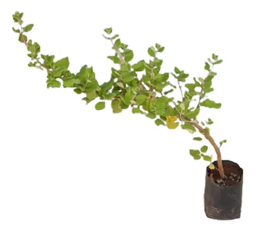 comprar Muda Mirra Falsa Mirra Planta Incenso 