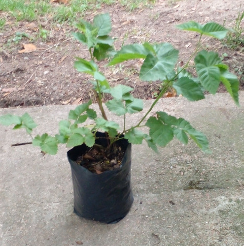 Imagen 6 de 6 de Plantas De Frambuesa Oscura No Pague Envio Antes