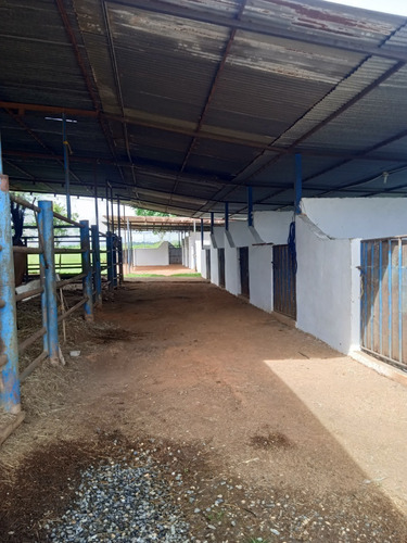 Imagen 22 de 25 de Finca Venta Lara Acarigua En Venta (gamelotal) De 251 Hectareas