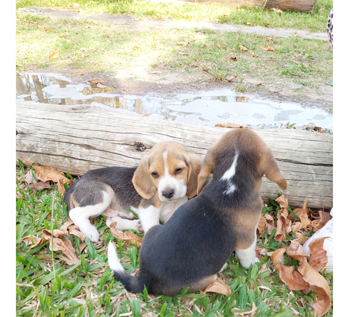 Cachorros Beagle 