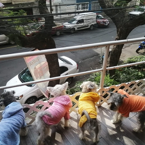 Bata De Baño Con Gorro Para Perro T0 Varios Colores Dogmania