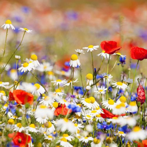 Mix De Semillas De Flores Silvestres Bajas