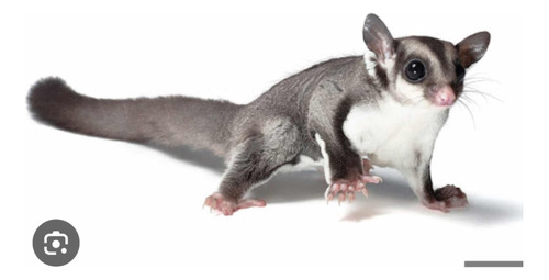 Sugar Glider O Petauros Excelentes Mascotas Con O Sin Guía