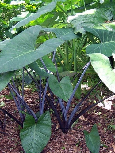 Alocasia Black Magic. Oreja De Elefante. Xanthosoma Violaceu