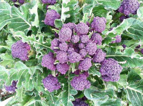 50 Semillas De Brócoli Violeta