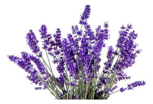 Lavanda Lanata, Planta Aromatica 3lts