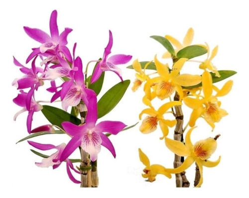 Kit 2 Orquídeas Dendrobium Stardust's ! Plantas Adultas !