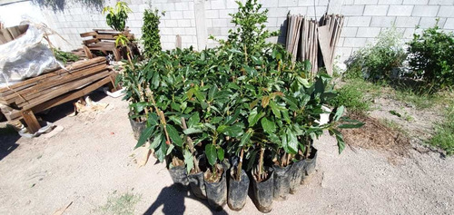 Plantas De Aguacate Mendez Paquete De 3 Con Envío