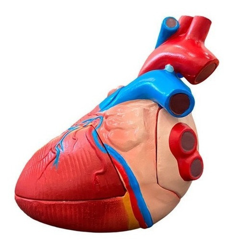 Anatomia Do Coração Ampliado Em 5 Partes