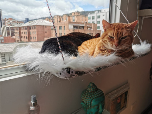 Hamacas De Ventana Para Gatos. Tela De Peluche - Miel Felina