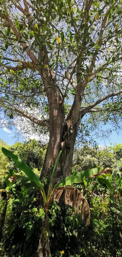 Imagen 28 de 30 de Se Vende Finca Barata Para Ganadería, Agricultura, Piscicultura, Porcicultura, Turismo, Vacacional Para Un Descanso Total Con Mucha Seguridad Y Sin Grupos Al Margen De La Ley. Tierras Productivas