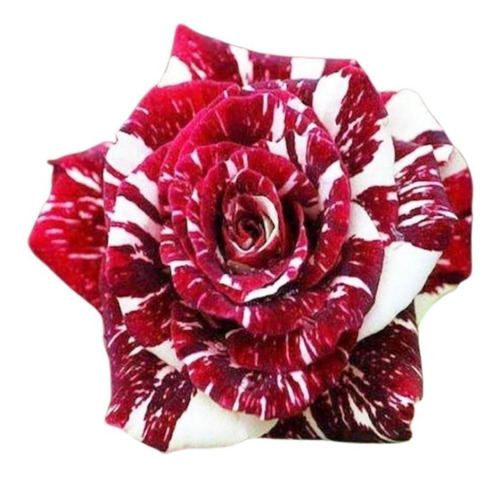 10 Sementes De Rosas Mesclada Vermelho E Branco Envio Hoje!!