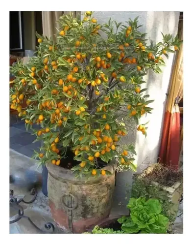 20 Sementes De Laranja Kinkan Mini Laranja - Faça Sua Horta
