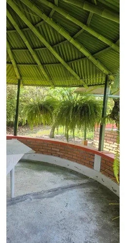 Vendo Finca 4 Cuadras Y Media Por El Bajo Español, Chinchina