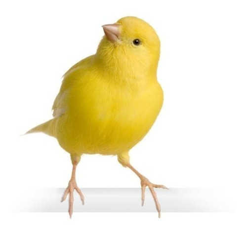 Imagen 5 de 5 de Pigmentante Canarios Aves Jaula Factor Amarillo 80g Exzootix
