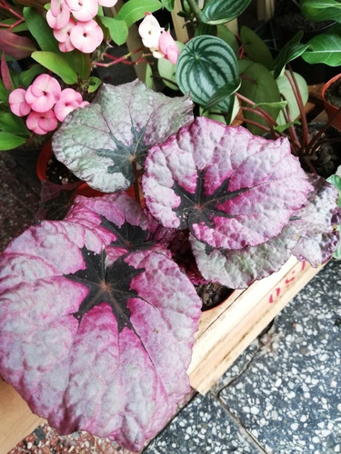 Planta Begonia Rex | MercadoLibre
