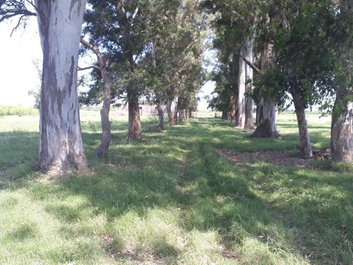 Imagen 9 de 9 de Campo - Villa Soriano