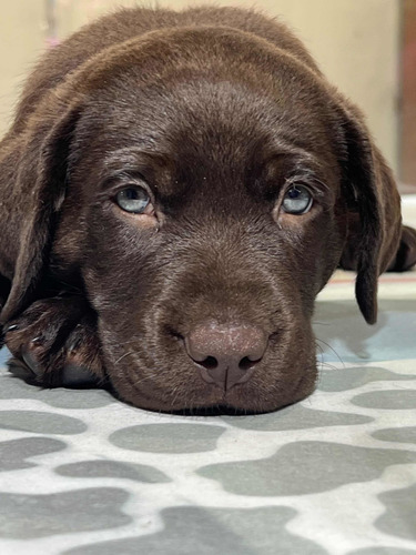 Labrador Chocolate