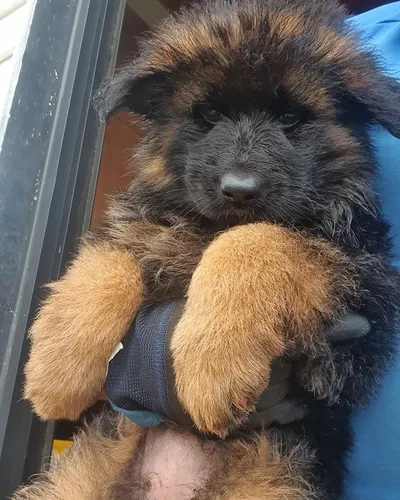 Cachorros Pastor Alemán Pelo Largo Puros Venta En Riohacha