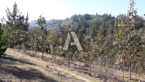 Imagen 11 de 14 de Paredones, Vendo Predio Agrícola Forestal, 23,5 Hectáreas...