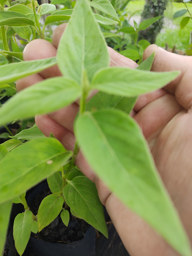 1 Muda De Ginseng 40 Cm Orgânico