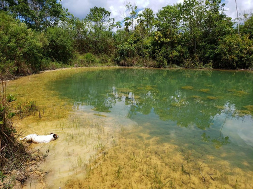 Imagem 3 de 15 de Fazenda Para Venda Em Mascote, Zona Rural - 494_1-1401563