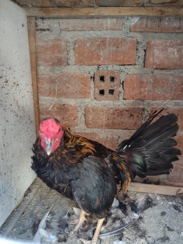 Gallos
