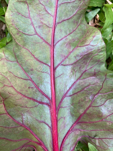 Semillas De Acelga Multicolor Agroecológicas 