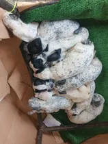 Comprar Cachorros Dálmatas 100% Raza Pura 