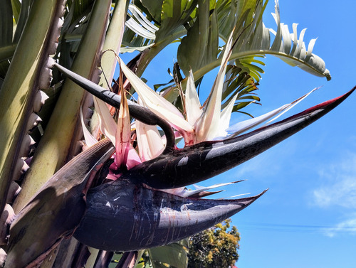 Strelitzia Nicolai Grande