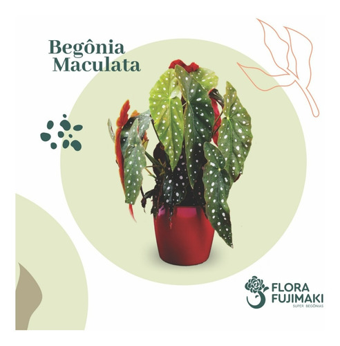 Planta Begonia Maculata Urban Jungle Folhagens Interior | Parcelamento sem  juros