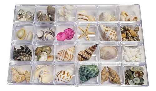 Colección De Conchas Marinas - Varias Variedades De Conchas