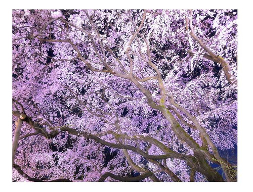 Vinilo 100x100cm Paisaje Japon Hanami Arbol Cerezo Plaza