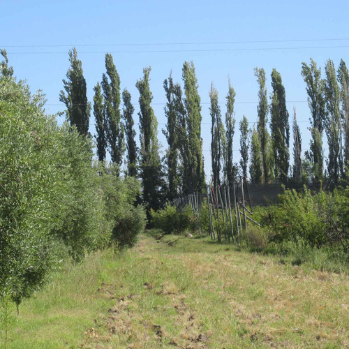 Venta Finca Olivos Ciruelas En San Rafael Mendoza