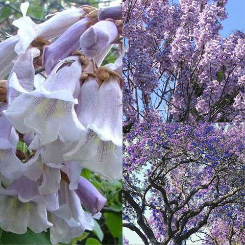 300 Semillas Paulownia Elongata Arbol Maderable U Ornamental