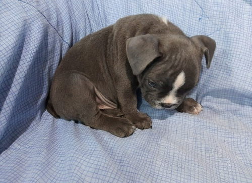 American Bully Exotic Macho