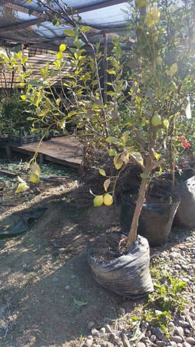 Arbol Naranjo 8 Años De Vida Produciendo