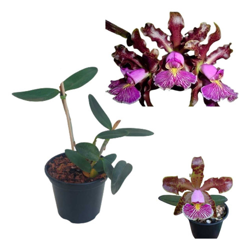 Orquidea Cattleya Schilleriana Rubra Planta Rara Adulta Flor