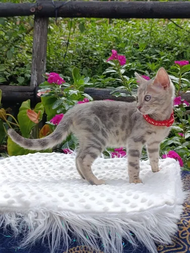 Hermosas Gatas Bengalí Gatos Medellín Bogotá Cali Cartagena