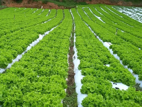 Imagem 3 de 4 de Semente De Alface Samira Topseed 355gr