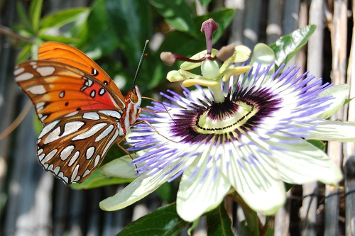 Semillas Pasionaria Mburucuyá Flor De La Pasión