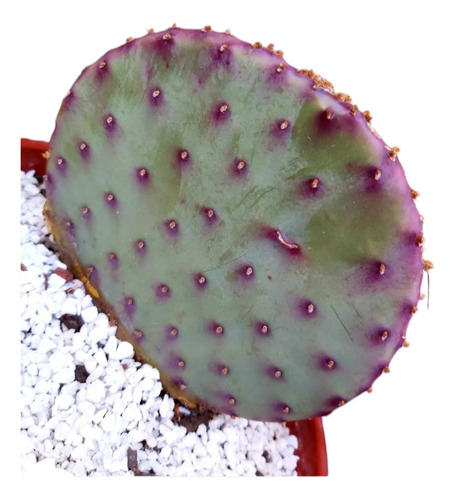 Cactus Opuntia Sant Rita- Colección -purpura