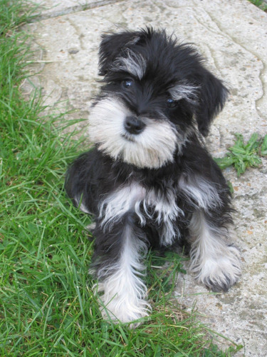 Schnauzer Mini Mini Negro Y Plata Con Cucha.