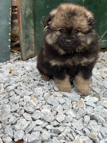 Cachorro Pomerania Black And Tan Perros Disponibles