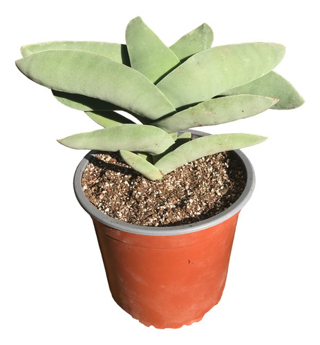 Suculenta Aleta De Tiburon (crassula Falcata)